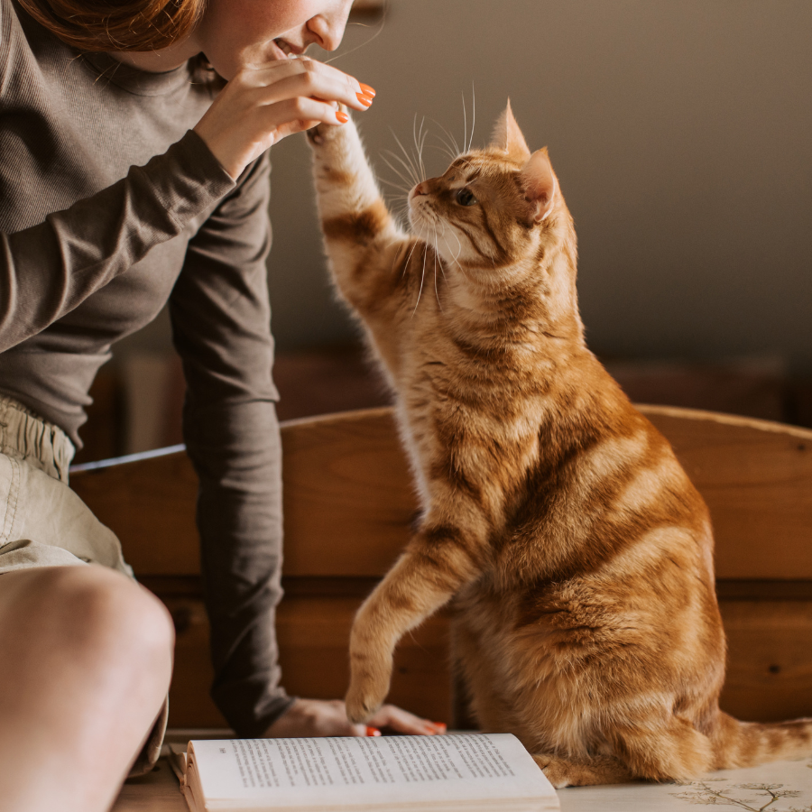Pets